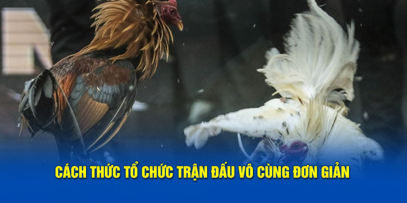 cach-thuc-to-chuc-tran-dau-vo-cung-don-gian