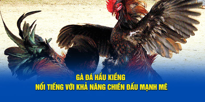 ga-da-hau-kieng-noi-tieng-voi-kha-nang-chien-dau-manh-me