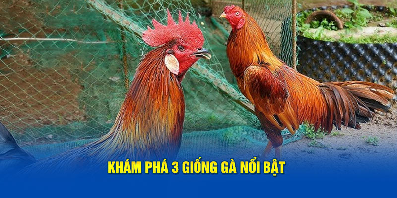 kham-pha-3-giong-ga-noi-bat