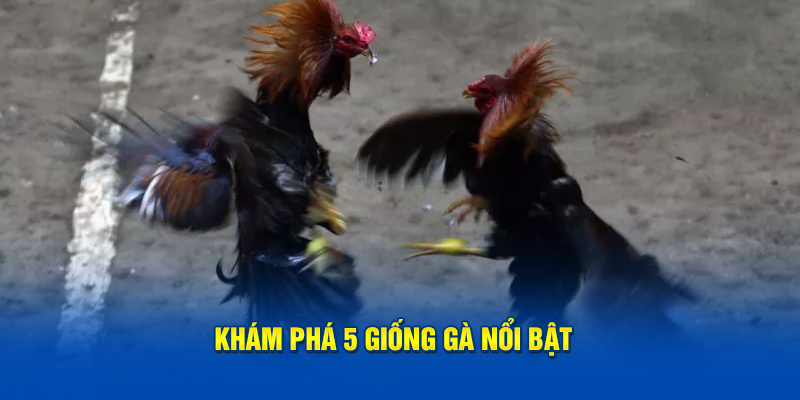 kham-pha-5-giong-ga-noi-bat