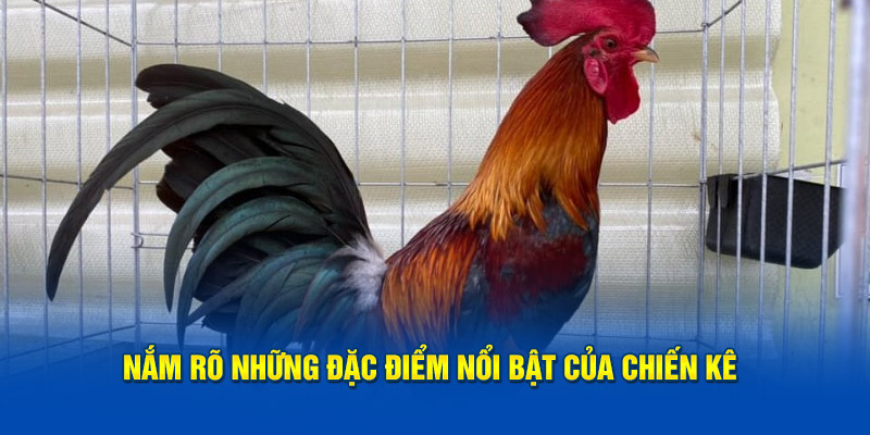 nam-ro-nhung-dac-diem-noi-bat-cua-chien-ke