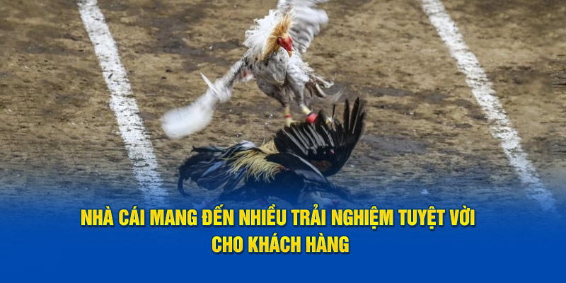 nha-cai-mang-den-nhieu-trai-nghiem-tuyet-voi-cho-khach-hang