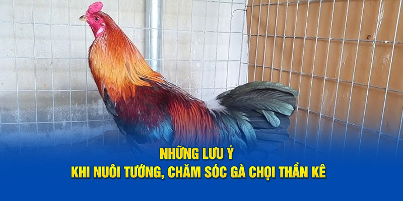 nhung-luu-y-khi-nuoi-tuong-cham-soc-ga-choi-than-ke