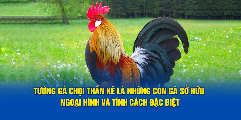 tuong-ga-choi-than-ke-la-nhung-con-ga-so-huu-ngoai-hinh-va-tinh-cach-dac-biet